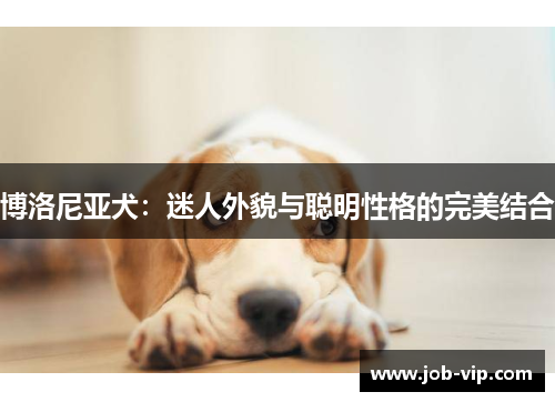 博洛尼亚犬：迷人外貌与聪明性格的完美结合